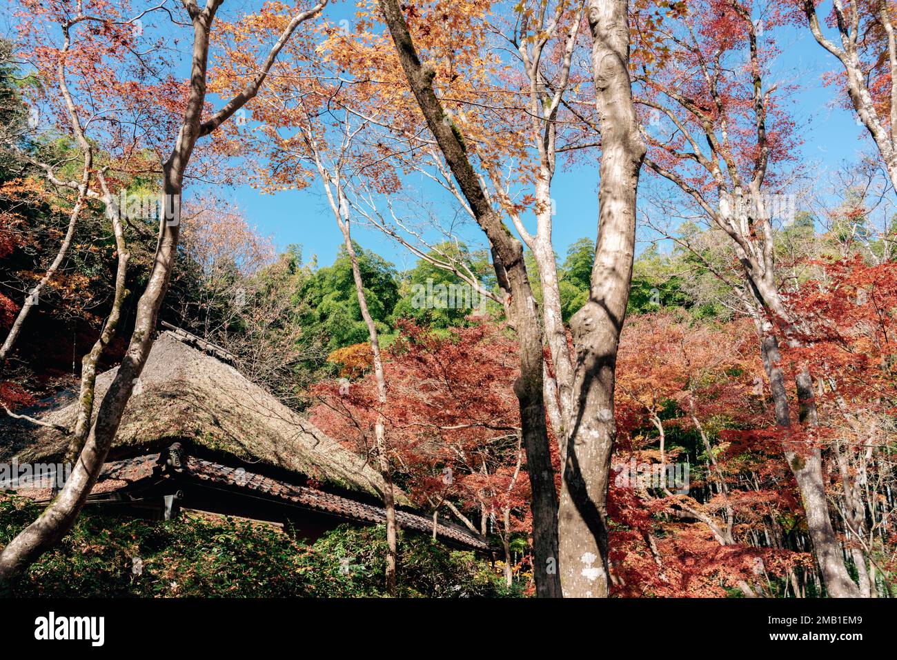 Gioji Temple with autumn forest in Kyoto, Japan Stock Photo - Alamy