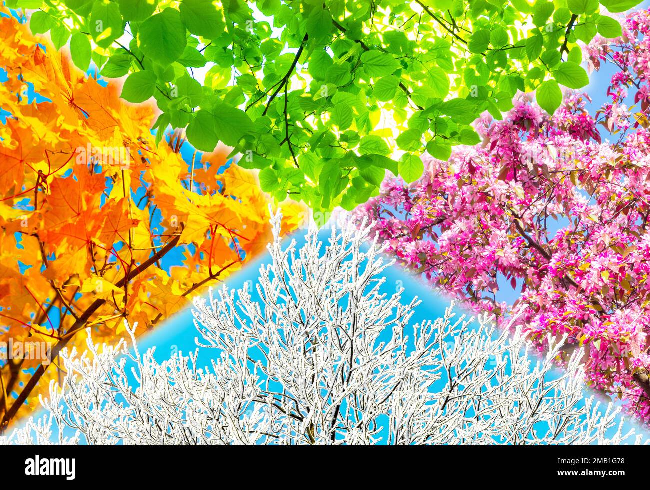 Collage of four nature tree pictures representing each season: spring, summer, autumn and winter. Stock Photo