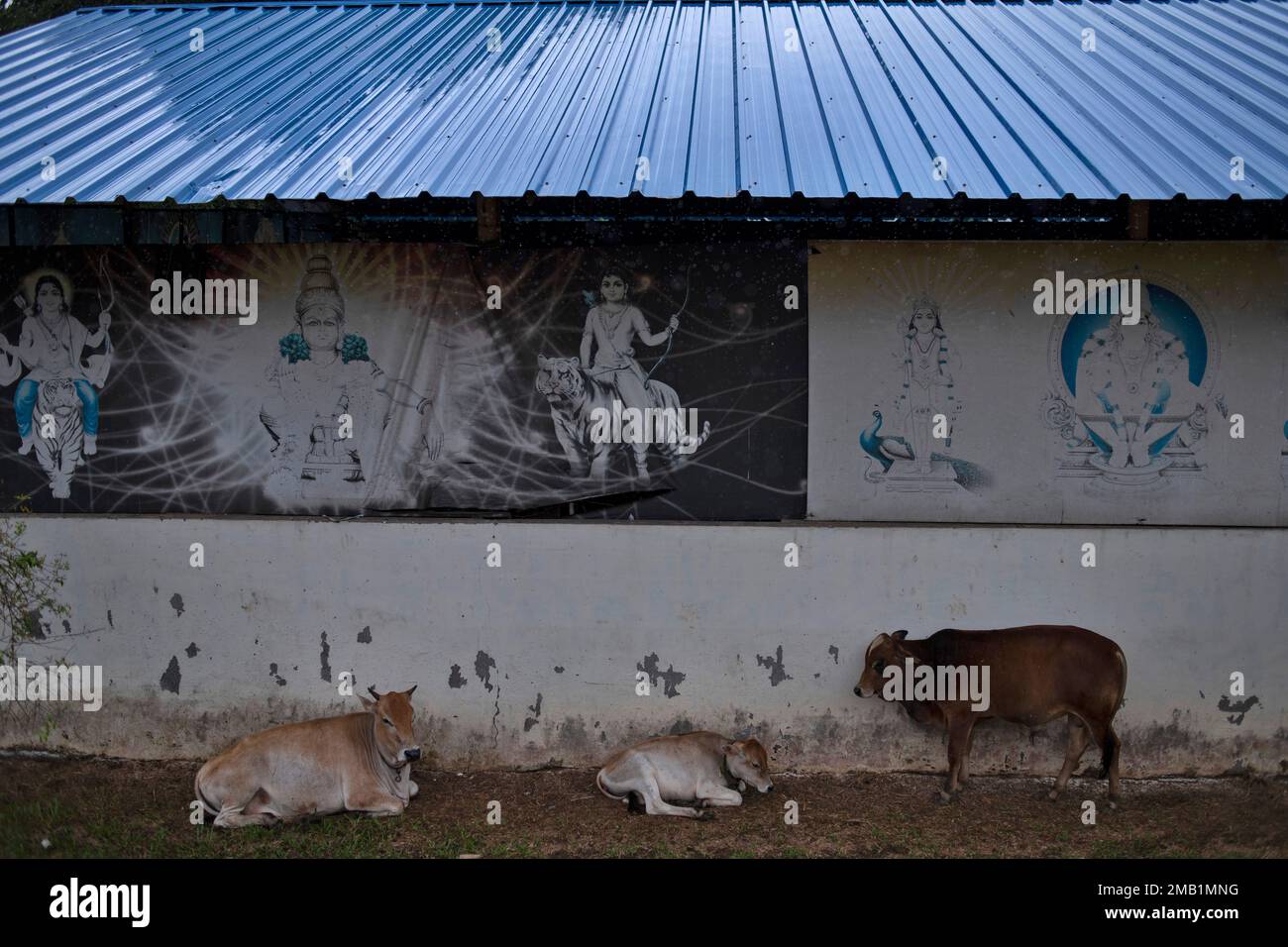 Cows take shelter next to the wall of a Hindu temple decorated with