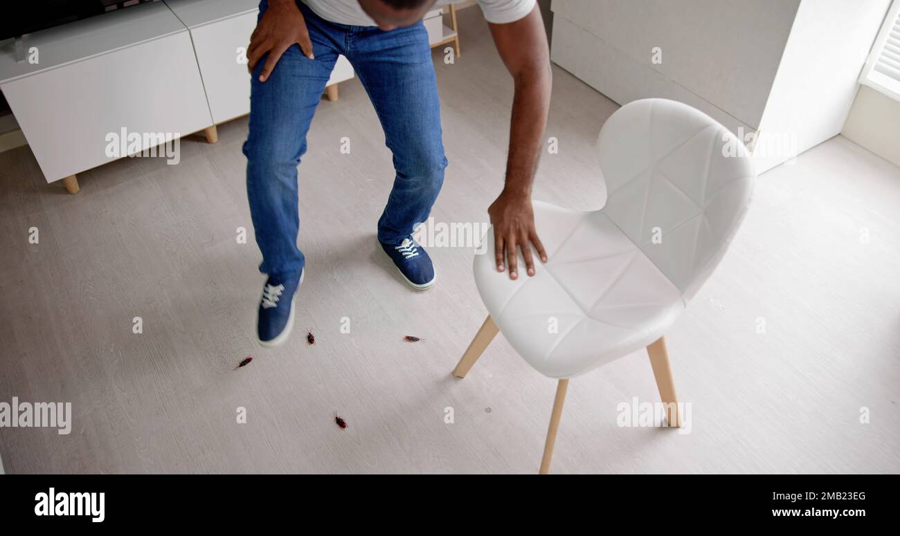 Cockroach Bugs In Dirty House Indoors. Apartment Hygiene Stock Photo