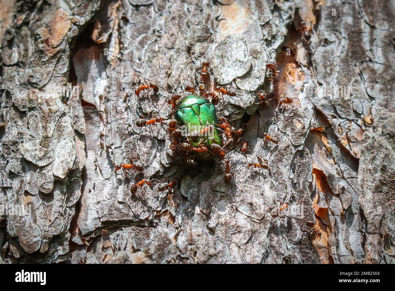 Fire ants attack sapphire flower beetle on pine tree trunk bark Stock Photo