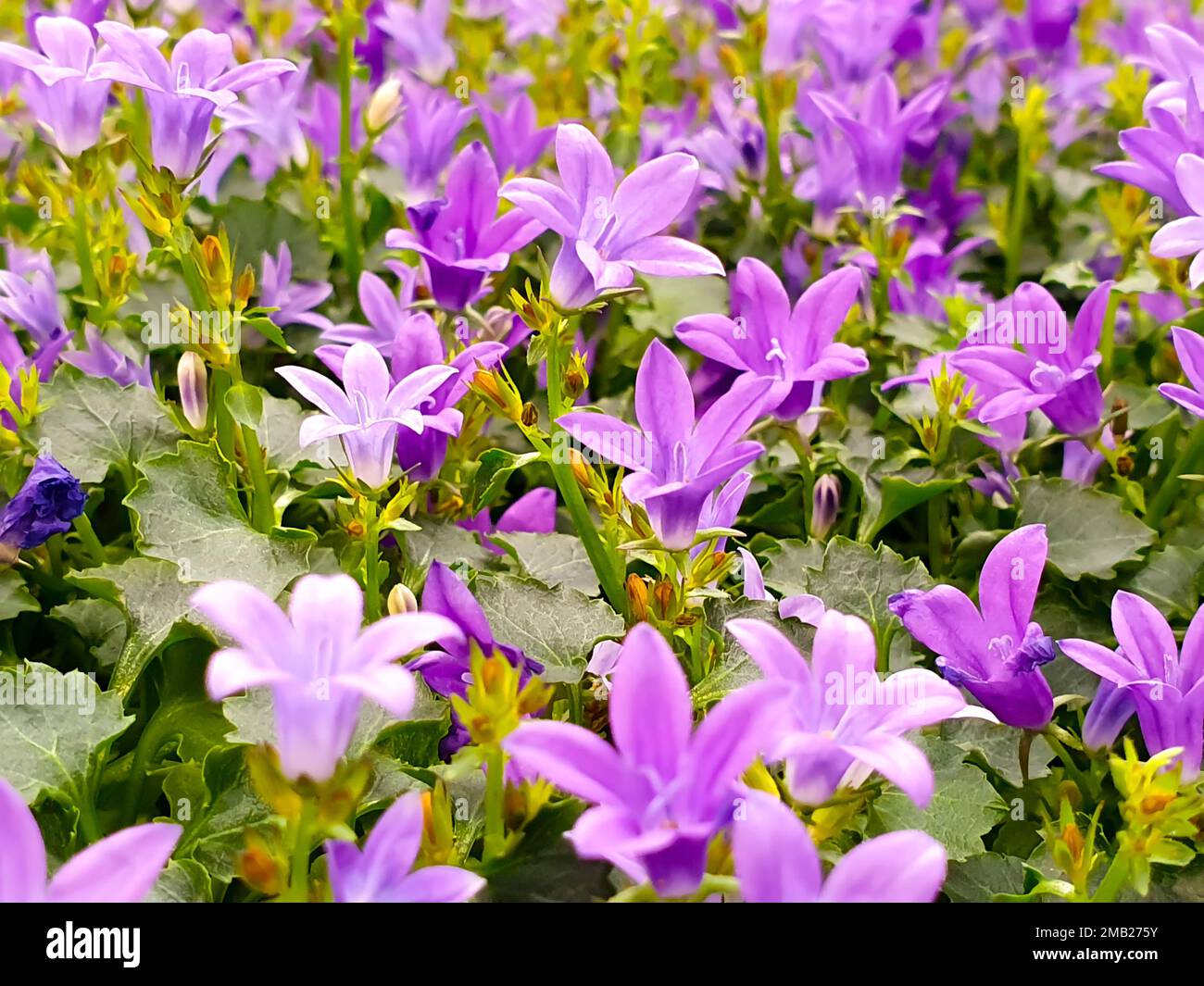 campanula portenschlagiana, background. Close up of purple flowers of the wall or Dalmatian or Adria bellflower. Stock Photo