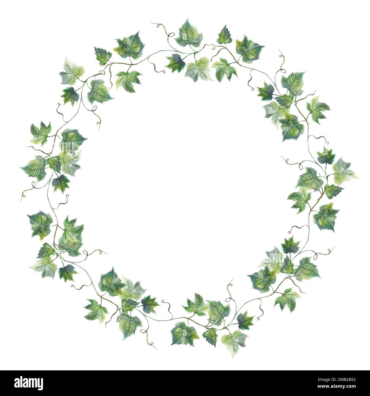 Grapevine leaf grapes wreath circle watercolor illustration hand painted Stock Photo