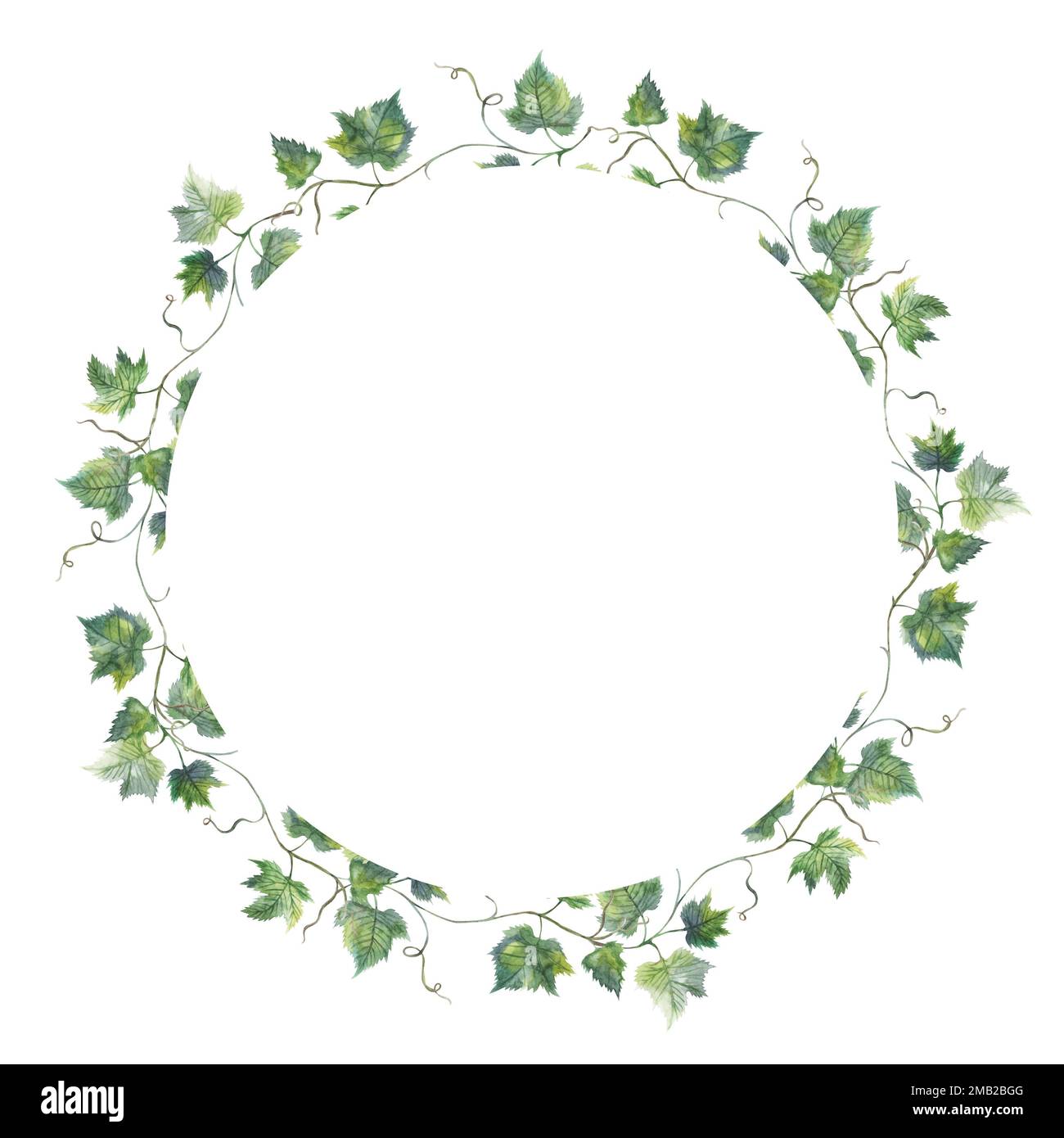 Grapevine leaf grapes wreath circle watercolor illustration hand painted Stock Photo