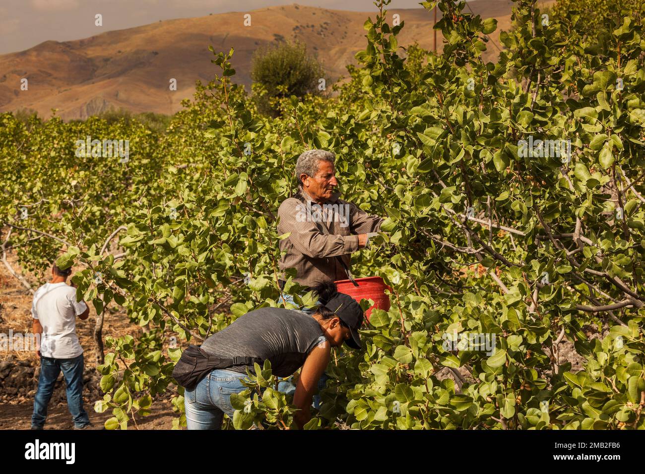 Italy, Sicily pistachio's harvesting in Bronte, where the best quality