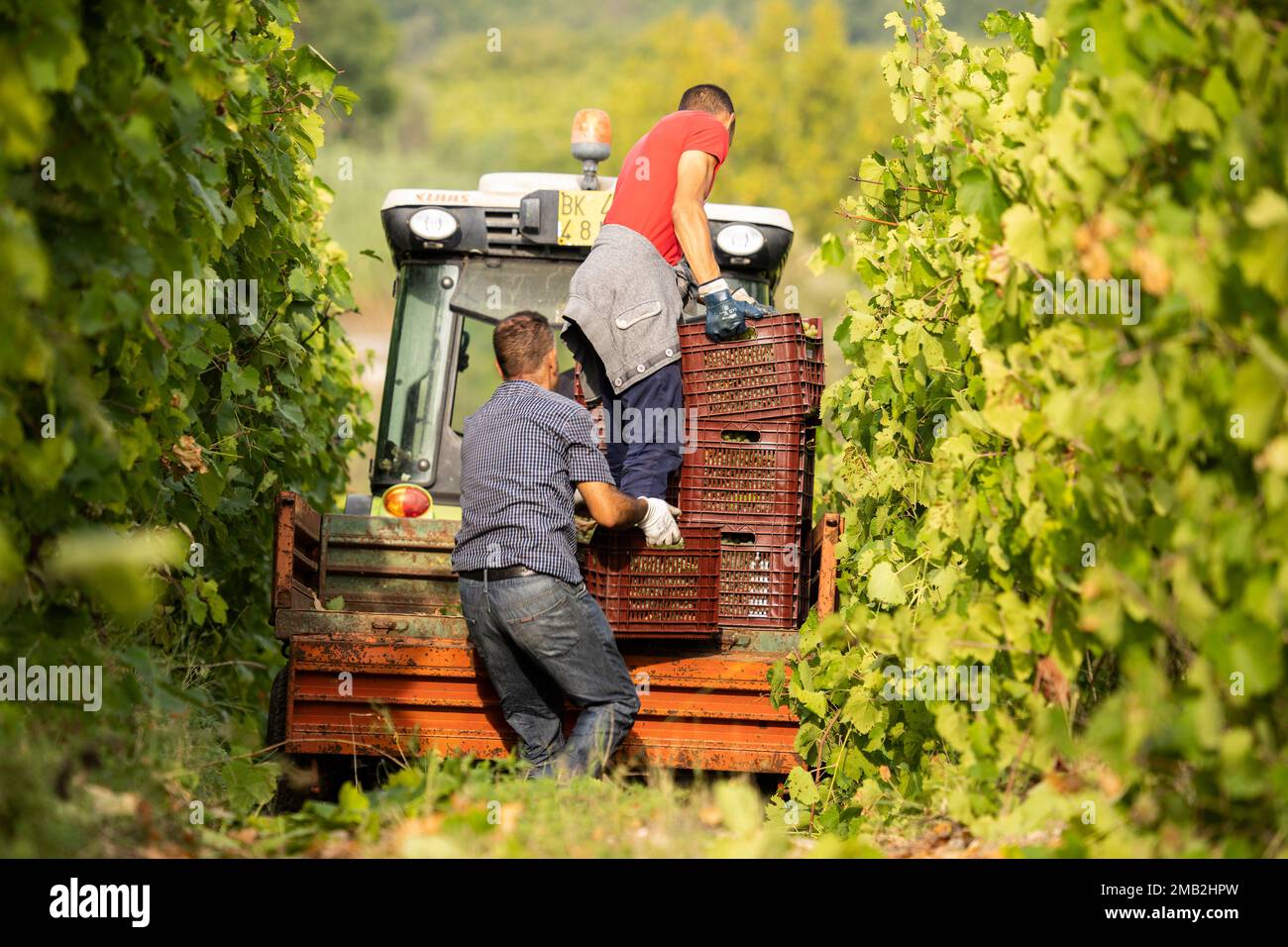 Italy, Campania, Benevento - Grape harvest time in and around the small town of Ponte, few km away from Benevento, the main city in the area. This is Stock Photo