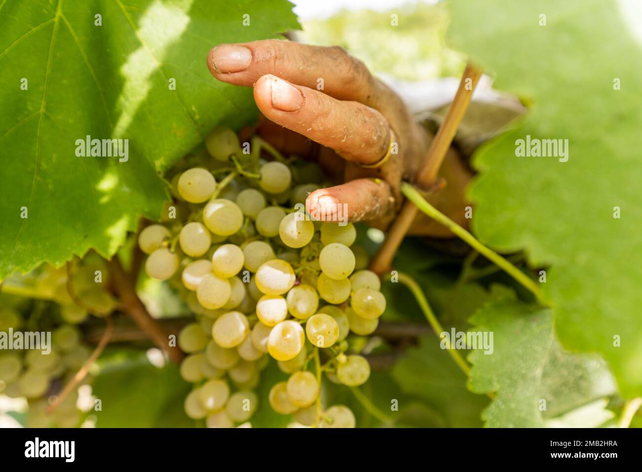 Italy, Campania, Benevento - Grape harvest time in and around the small town of Ponte, few km away from Benevento, the main city in the area. This is Stock Photo