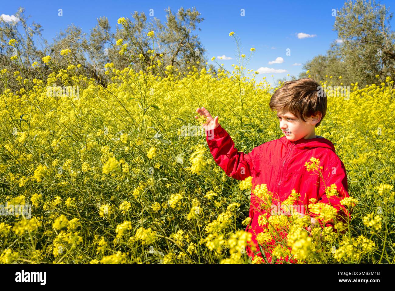 A Caucasian child dressed in red, surrounded by yellow flowers, with a blue sky in the background. Contact with nature is important for children's phy Stock Photo
