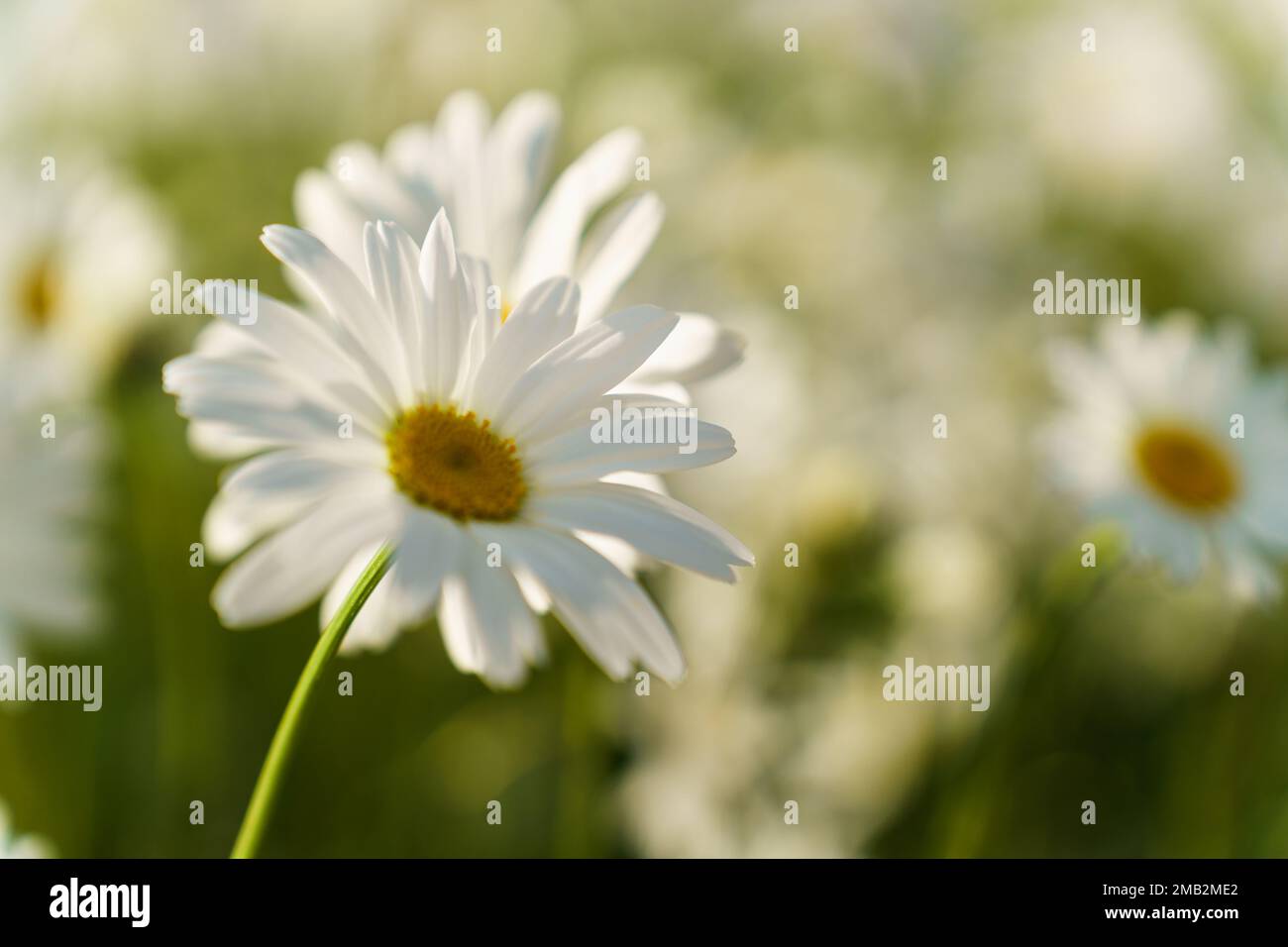 Focus in the foreground on a chamomile flower close-up. Stock Photo