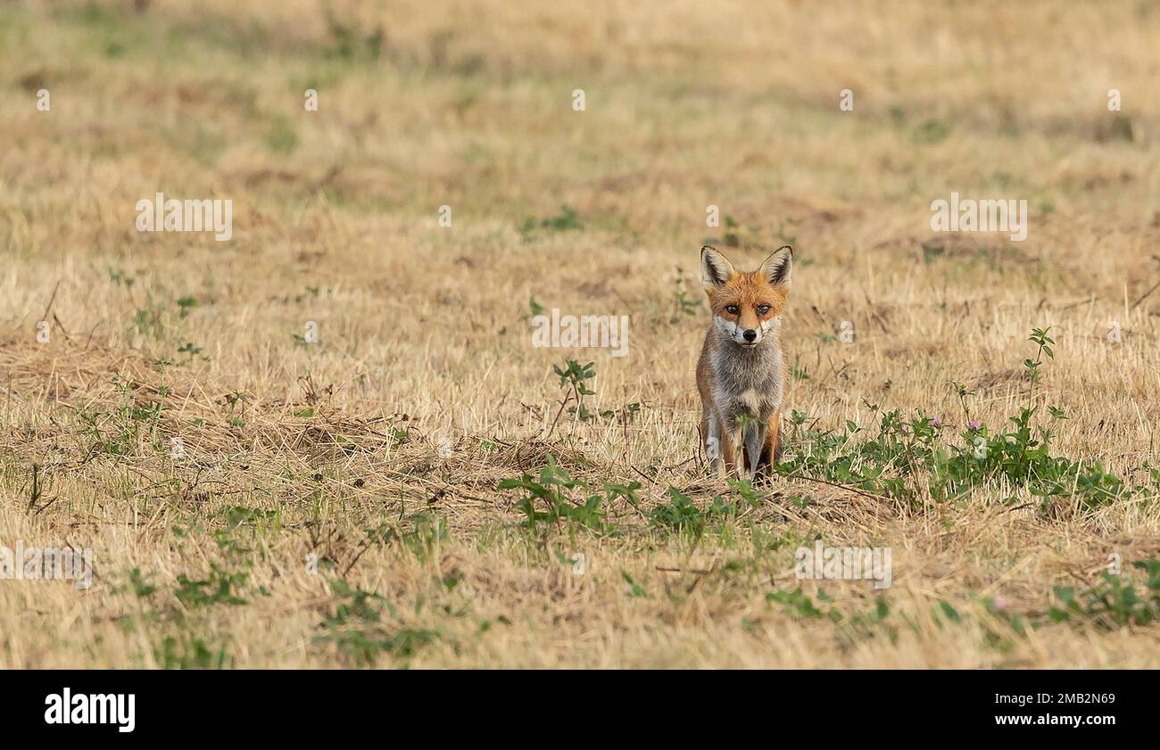wild female, vixen Red fox scientific name Vulpes vulpes hunting in a