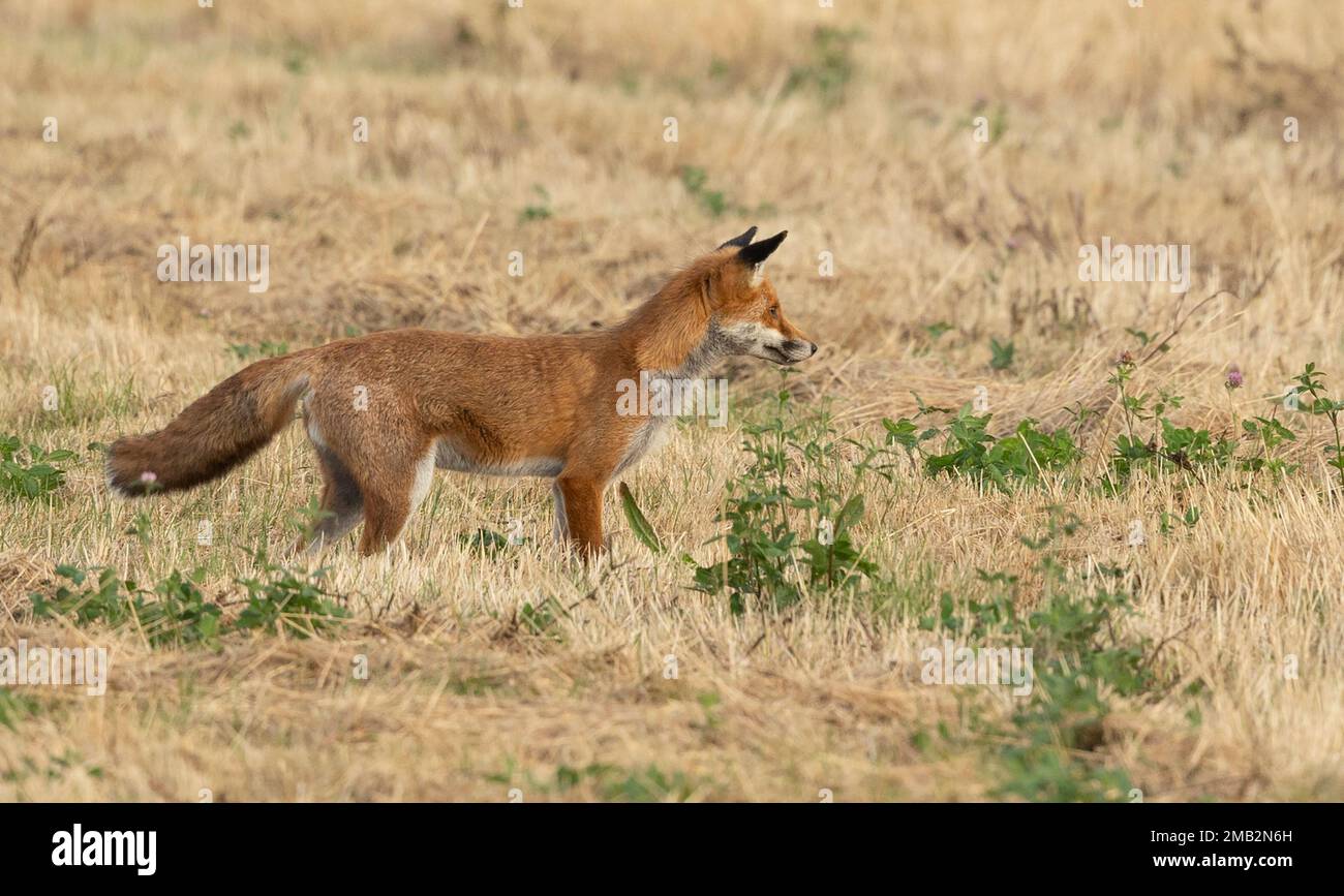 wild female, vixen Red fox scientific name Vulpes vulpes hunting in a recently cut crop field Stock Photo