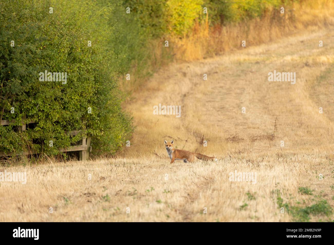 wild female, vixen Red fox scientific name Vulpes vulpes hunting in a