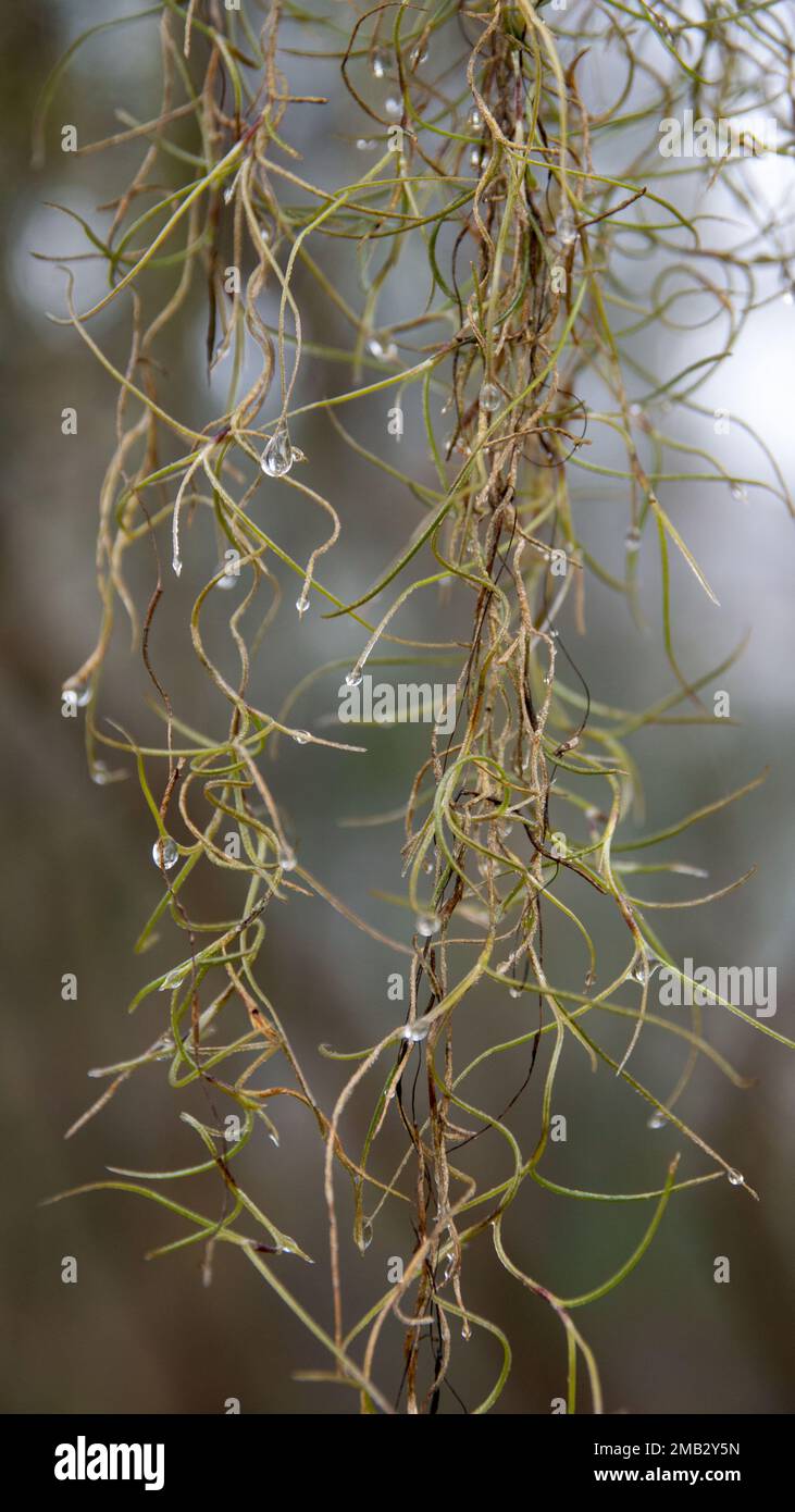 A closeup of growing Spanish moss with dew Stock Photo