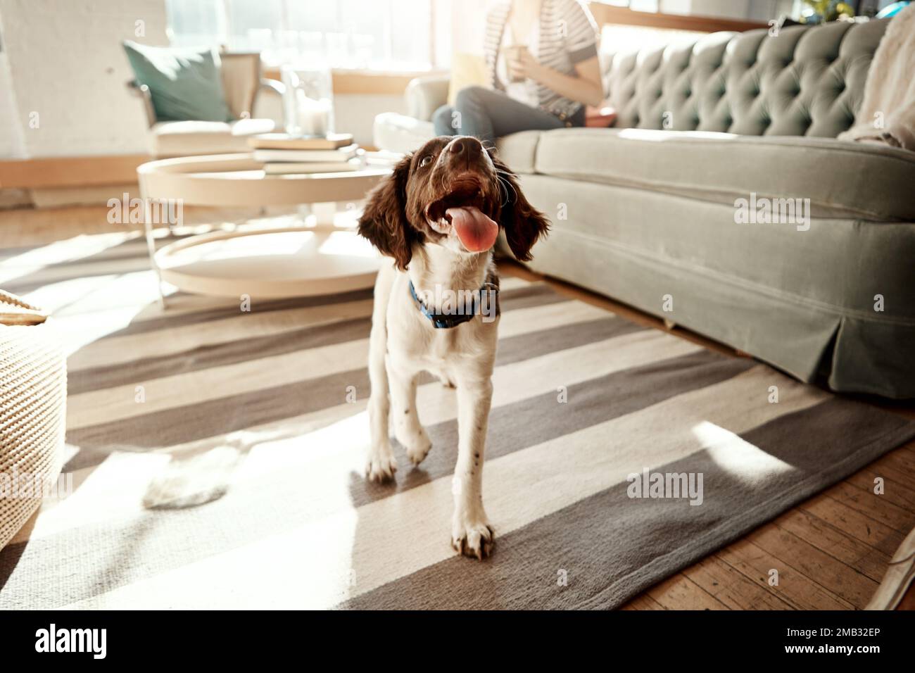 Dog house hotsell inside apartment