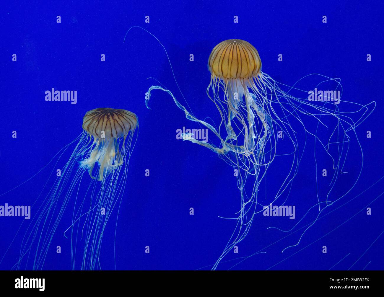 A closeup of jellyfish swimming in water Stock Photo - Alamy
