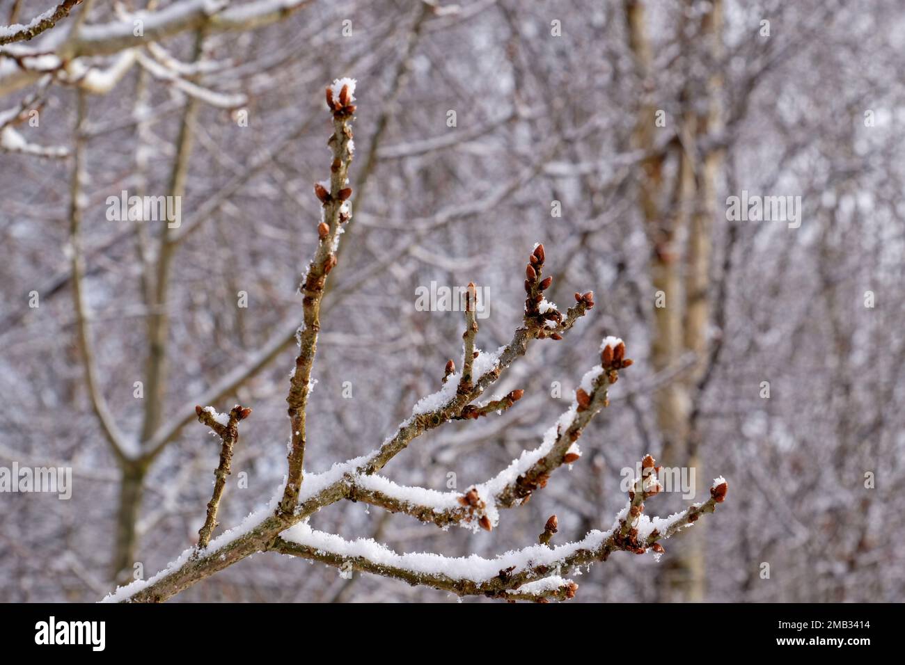Oak Tree Buds Stock Photo