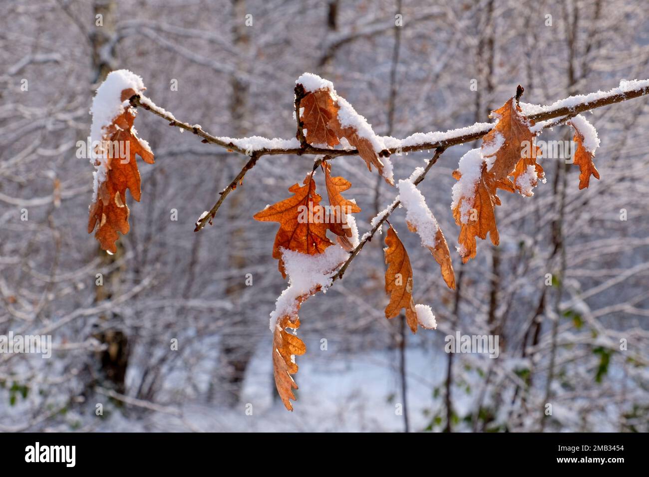Oak leaves in winter Stock Photo