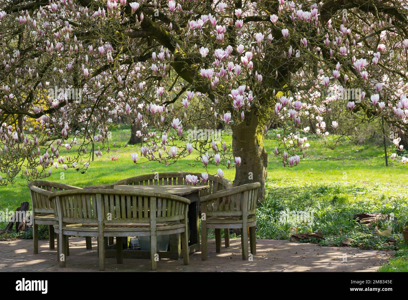 Tulpen-Magnolie, Blüten, blühend, mit Sitzgruppe, Gartenmöbel, Sitzplatz, Tulpenmagnolie, Tulpen-Magnolie, Magnolienbaum, Gartenmagnolie, Garten-Magno Stock Photo