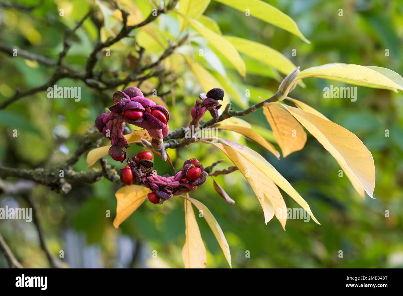 TulpenMagnolie, Frucht, Fruchtstand, Tulpenmagnolie, TulpenMagnolie