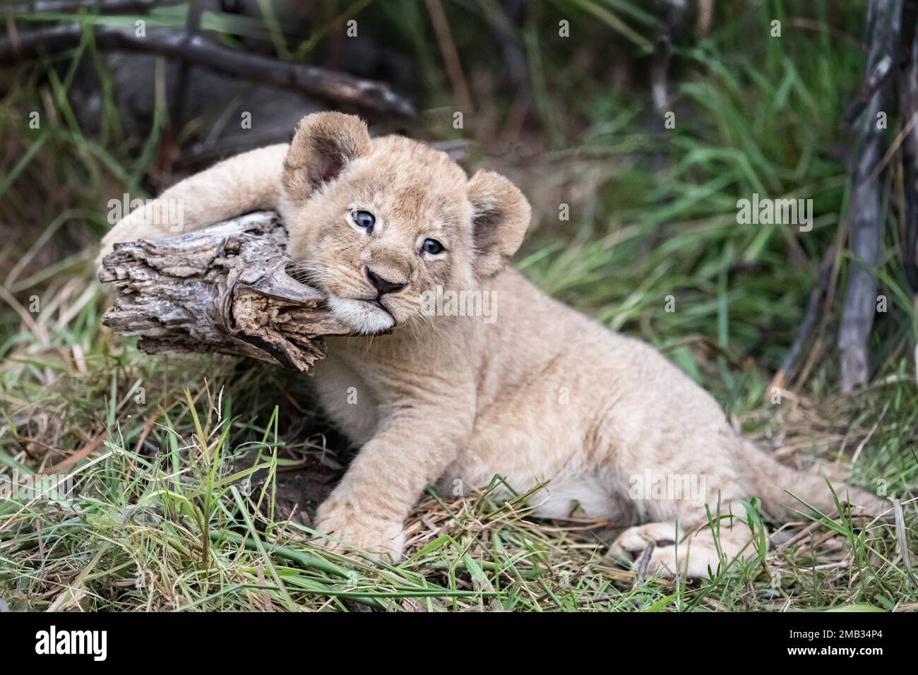 ADORABLE images of the cutest lion cubs sitting and posing for a portrait photoshoot have been captured in Little Vumbura Camp, Okavango Delta, Botswa Stock Photo