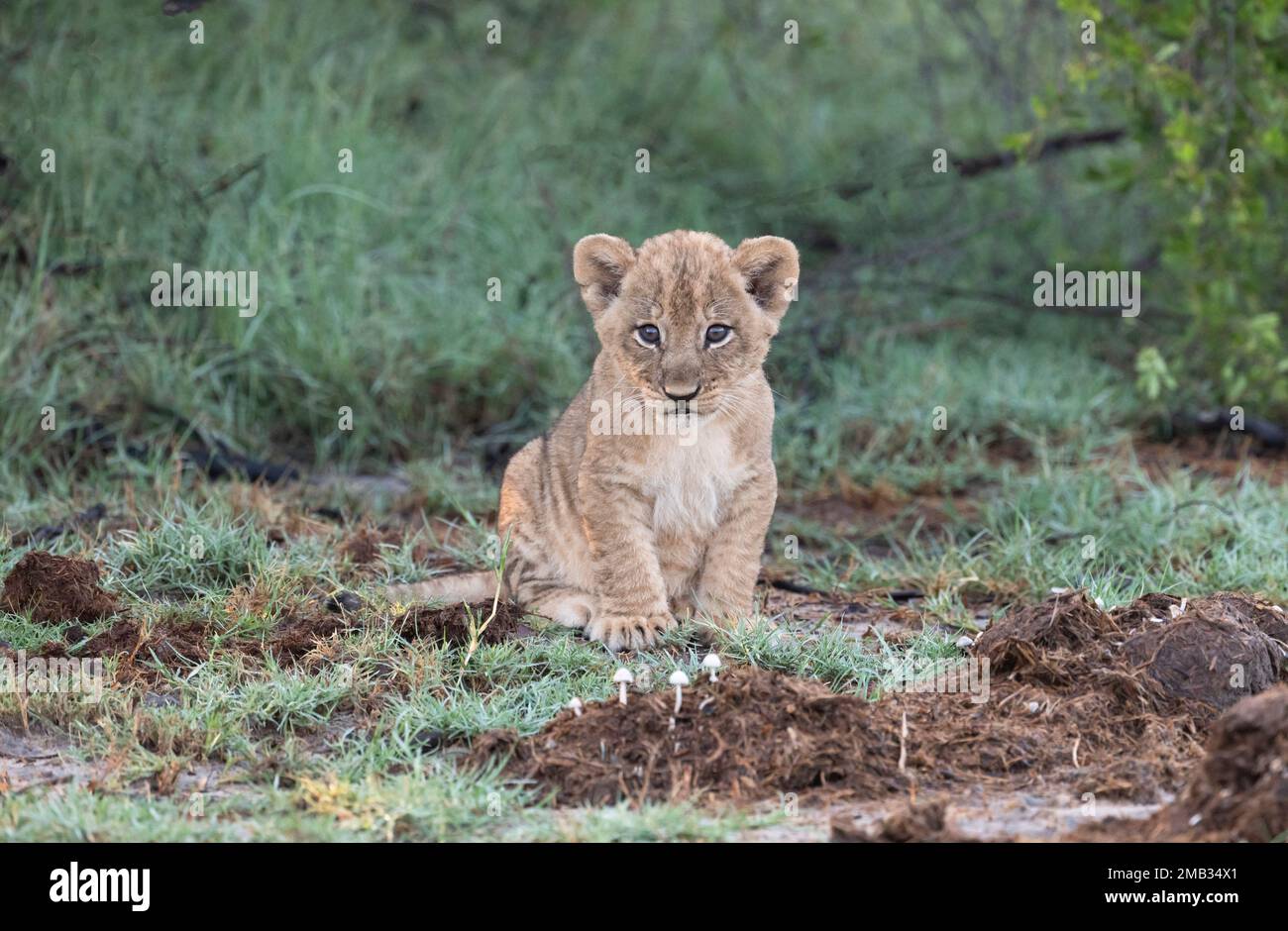 ADORABLE images of the cutest lion cubs sitting and posing for a portrait photoshoot have been captured in Little Vumbura Camp, Okavango Delta, Botswa Stock Photo