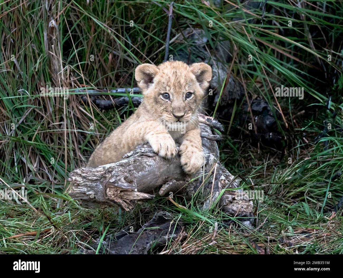 ADORABLE images of the cutest lion cubs sitting and posing for a portrait photoshoot have been captured in Little Vumbura Camp, Okavango Delta, Botswa Stock Photo