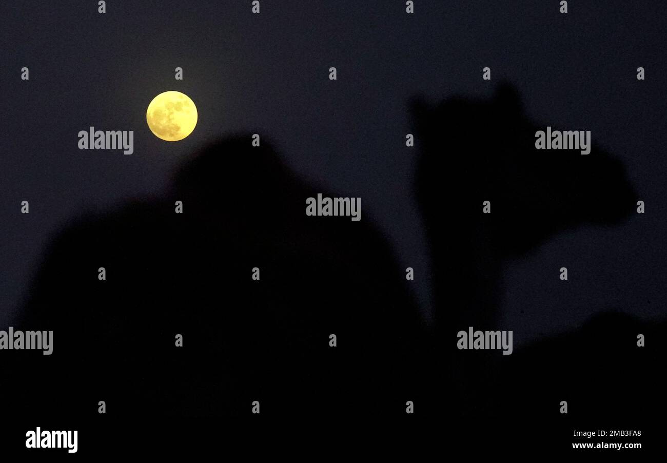 A camel stands in front of a full moon at Al Marmoom desert about 40 km 24.8 miles south east of Dubai United Arab Emirates Wednesday July 13 2022. AP Photo Kamran Jebreili