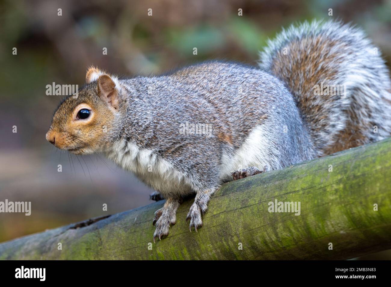 The Grey Squirrel is now a common sight in UK Parks and gardens, having been introduced from North America at the expense of indigenous Red Squirrels. Stock Photo