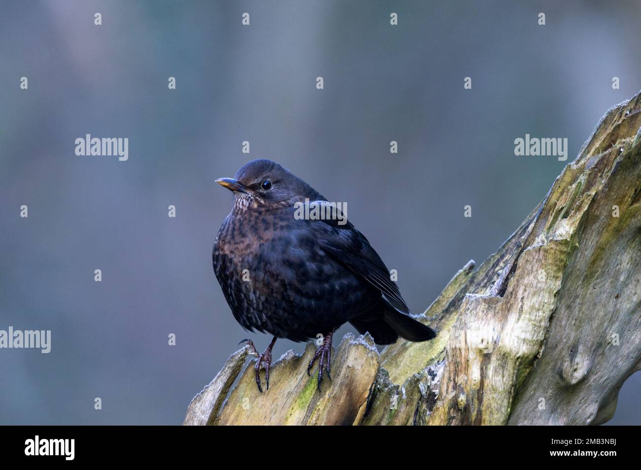 The mottled plumage shows this Blackbird is juvenile and in her first winter. They are common birds of Parks and gardens and thrive with human help. Stock Photo