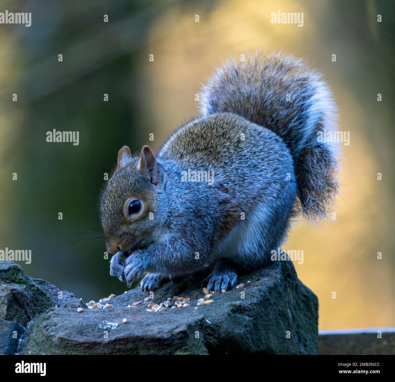 The Grey Squirrel is now a common sight in UK Parks and gardens, having been introduced from North America at the expense of indigenous Red Squirrels. Stock Photo