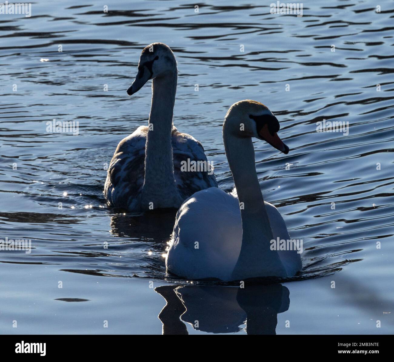 An adult and juvenile Mute Swan are silhouetted against the winter sunshine. These regal birds are resident year-round on the waterways of UK Stock Photo