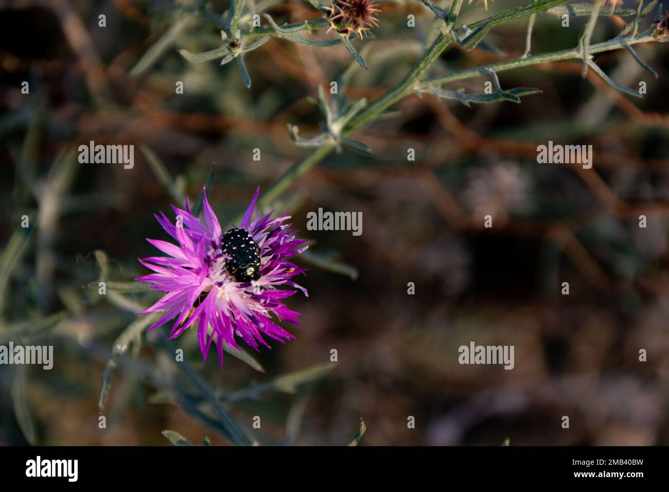 A white spotted rose beetle on a purple milk thistle flower. Stock Photo