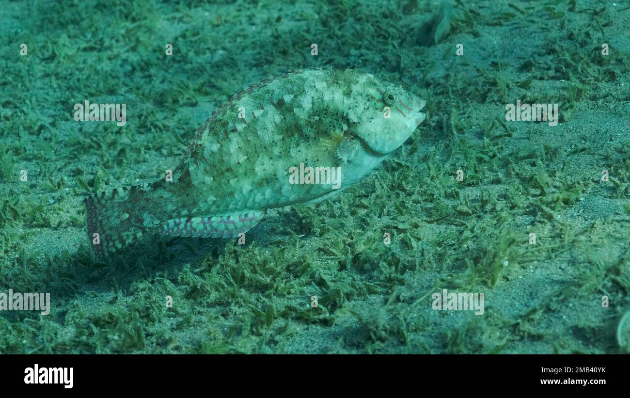 Close-up of Parrot fish grazes on sandy bottom covered with green seagrass. Viridescent Parrotfish (Calotomus viridescens) Stock Photo