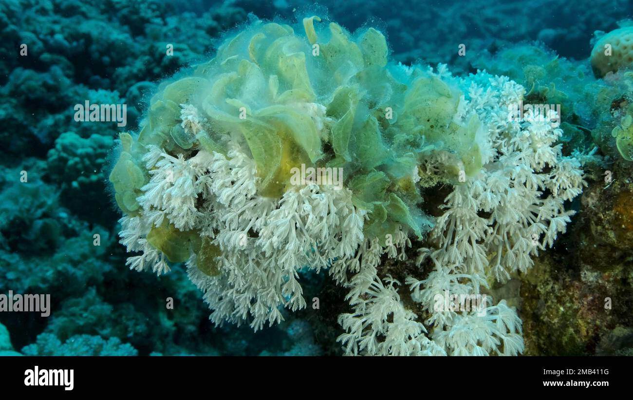 Brown alga (Padina pavonica) Peacock's Tail invades to territory White pulse soft corals (Heteroxenia fuscesens) . This is result of eutrophication Stock Photo