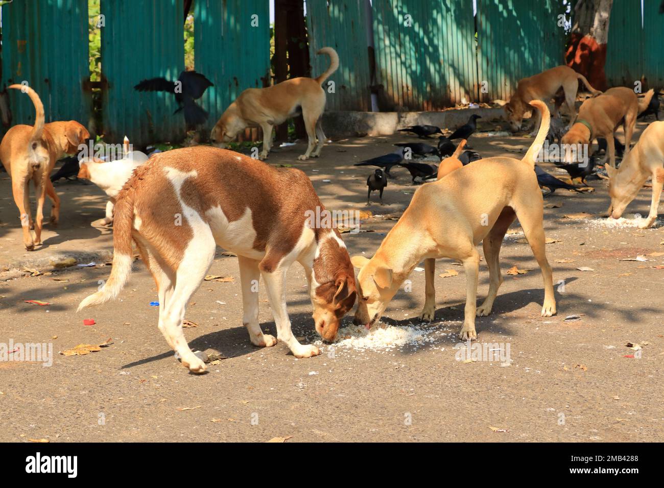 What Can Stray Dogs Eat