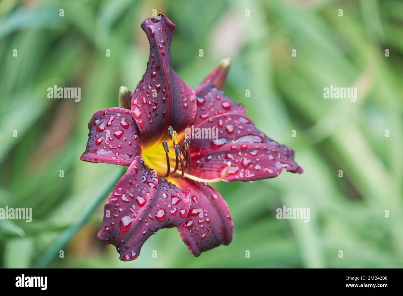 Daylily (Hemerocallis), cultivar American Revolution, Emsland, Lower Saxony, Germany Stock Photo