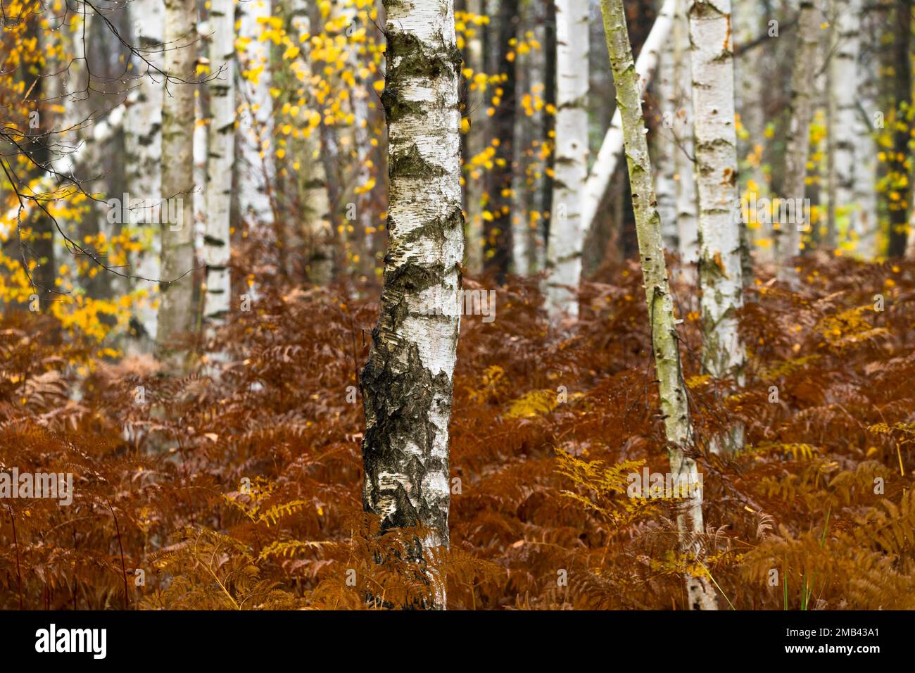 Tree trunks in a warty birch (Betula pendula) shelter with bracken