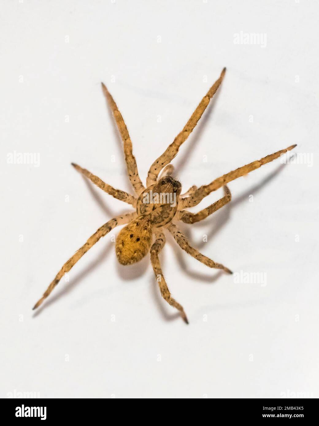 Nosferatu spider (Zoropsis spinimana), male, wild, Frankfurt, Hesse, Germany Stock Photo