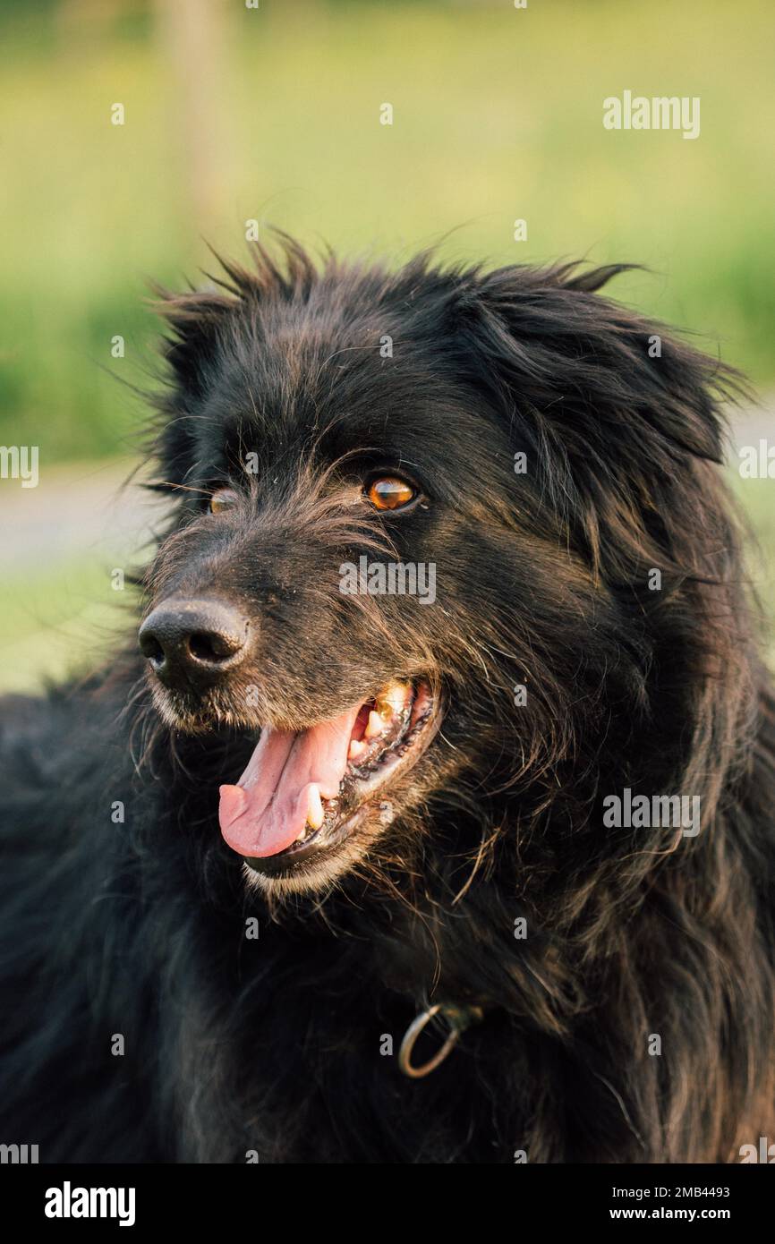 Old German Shepherd Dog Stock Photo - Alamy