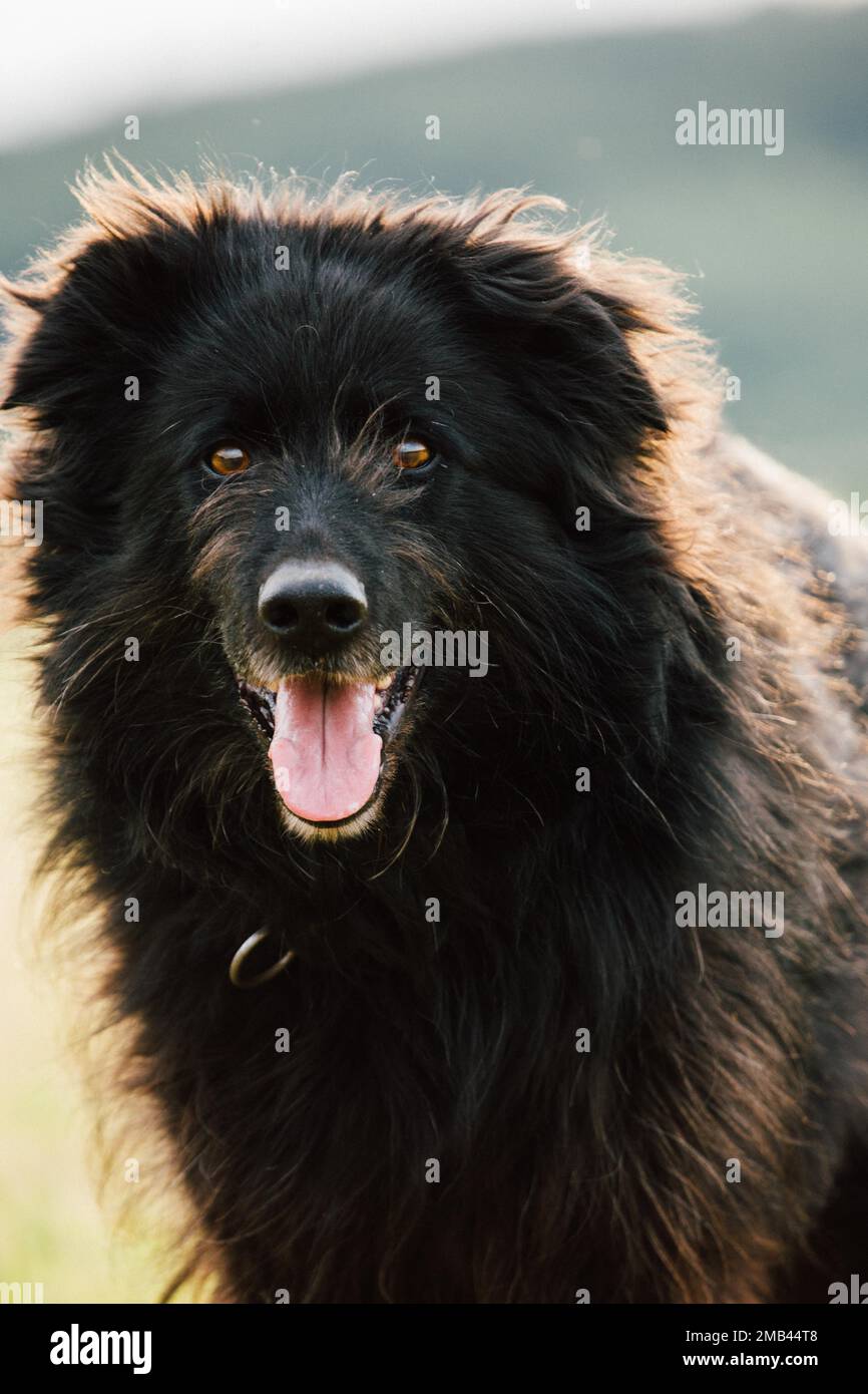 Old German Shepherd Dog Stock Photo - Alamy