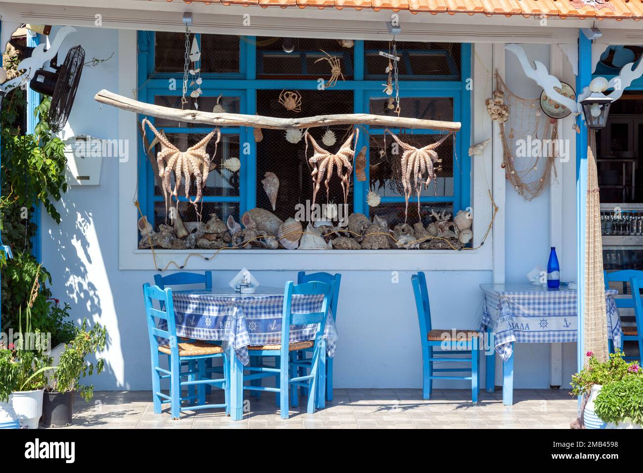 Freshly fished octopuses dyring in the sun outside a traditional greek fish taverna, in Plomari village, Lesvos island, Greece, Europe. Stock Photo