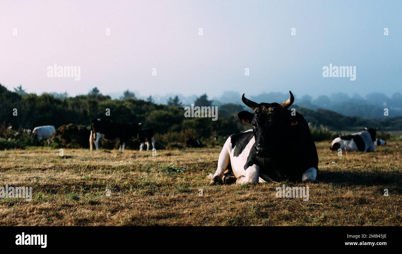 French cattle breed Pie Noir, Brittany, France Stock Photo