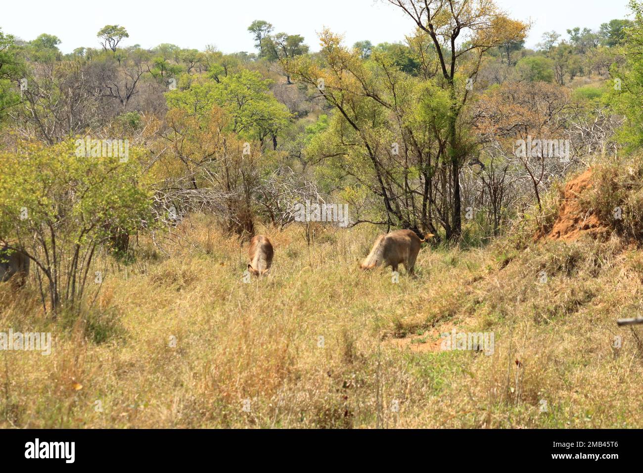 waterbuck in the vegetation of the veld in the Kruger Park in South Africa  Stock Photo - Alamy