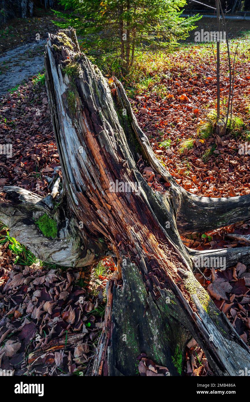 Broken tree stump, decaying wood, Jachenau, Bavaria, Germany Stock Photo