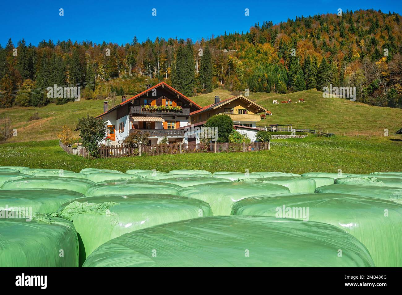 Green hay silo bales and cottages, autumn mixed forest, Jachenau, Bavaria, Germany Stock Photo