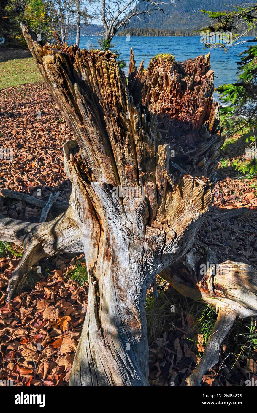Broken tree stump, decaying wood, Jachenau, Walchensee, Bavaria, Germany Stock Photo