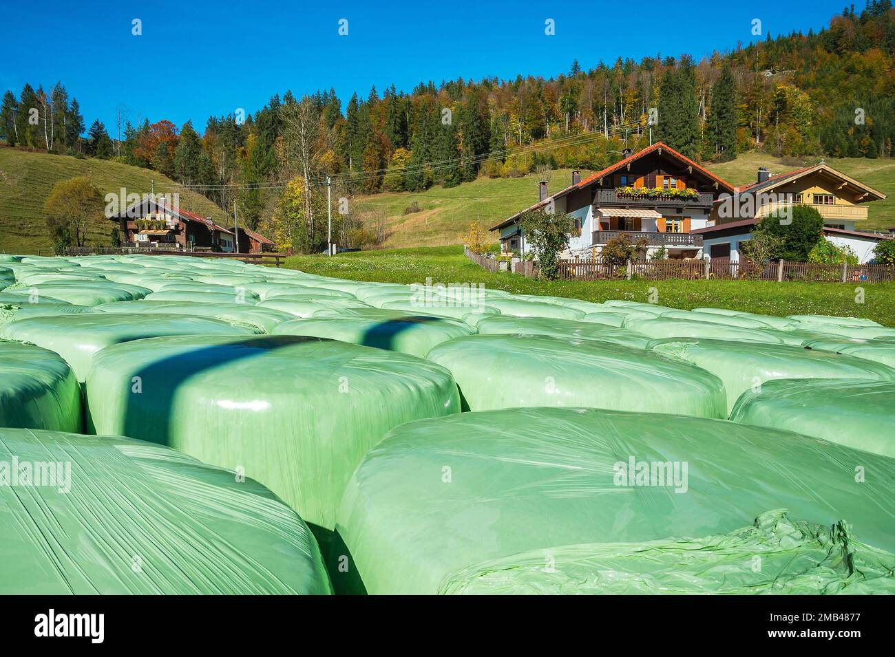 Green hay silage bales and mixed forest, Jachenau, Bavaria, Germany Stock Photo