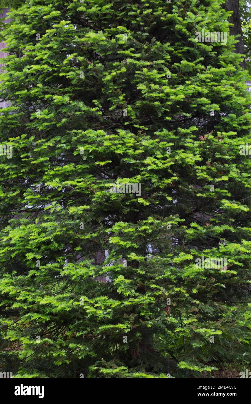 Balsam Fir (Abies balsamea) tree in spring, Quebec, Canada Stock Photo
