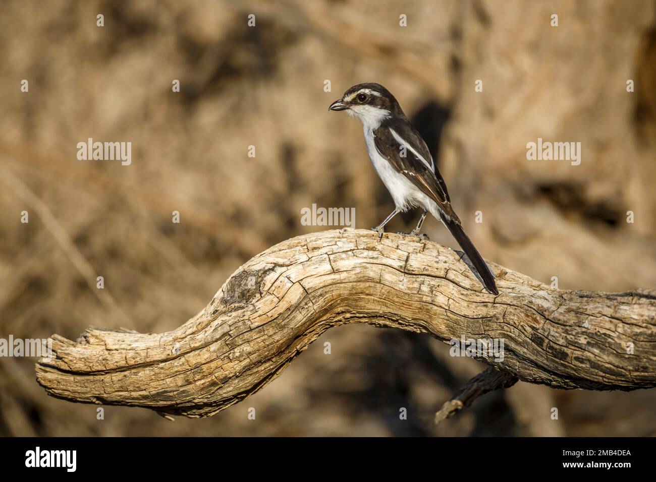 White browed Sparrow Weaver standing on a log side view in Kgalagadi transfrontier park, South Africa; specie Plocepasser mahali family of Ploceidae Stock Photo