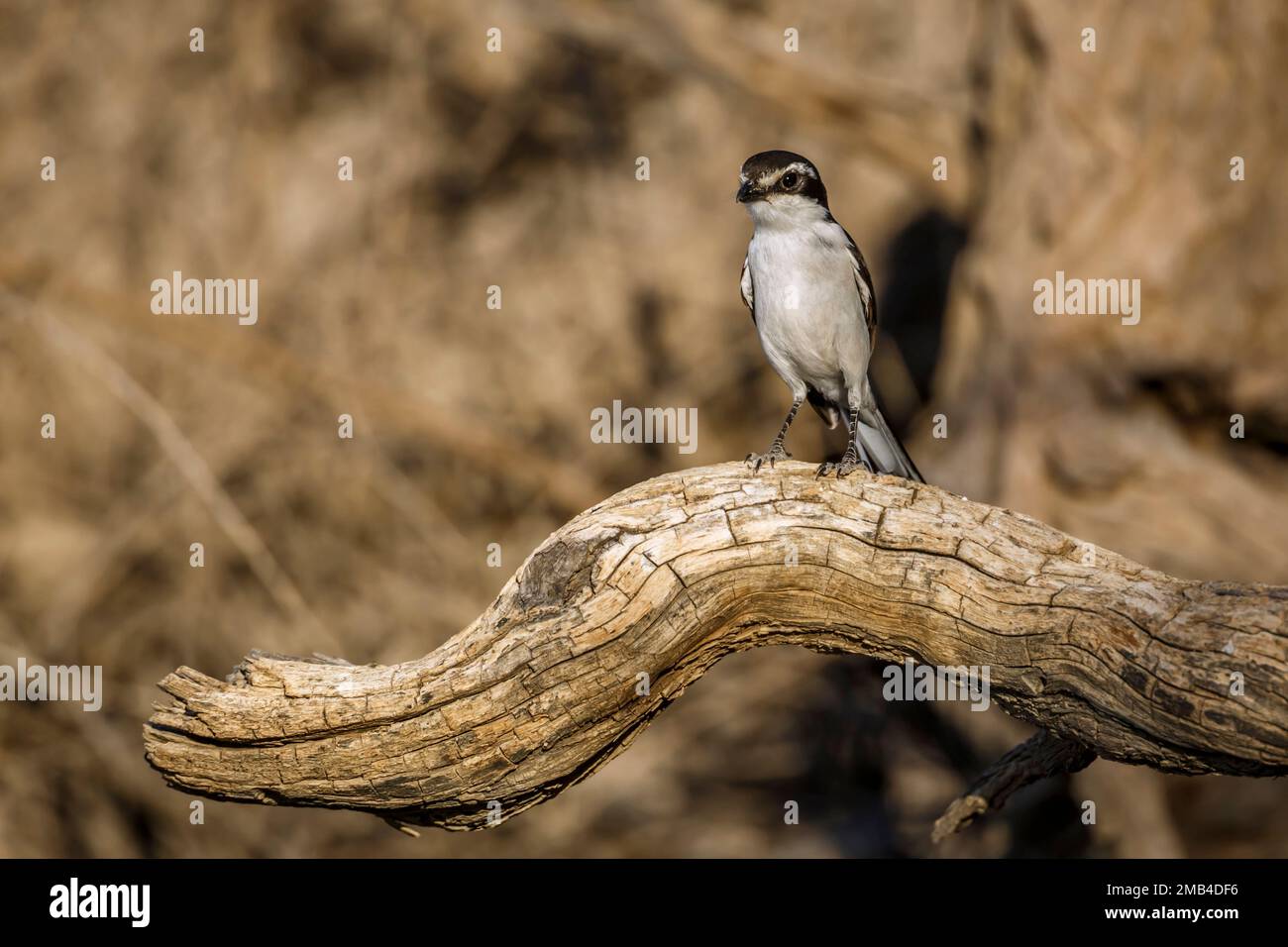 White browed Sparrow Weaver standing on a log front view in Kgalagadi transfrontier park, South Africa; specie Plocepasser mahali family of Ploceidae Stock Photo